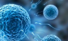 试管婴儿VS人工授精，前期检查异同大起底，选择更明智